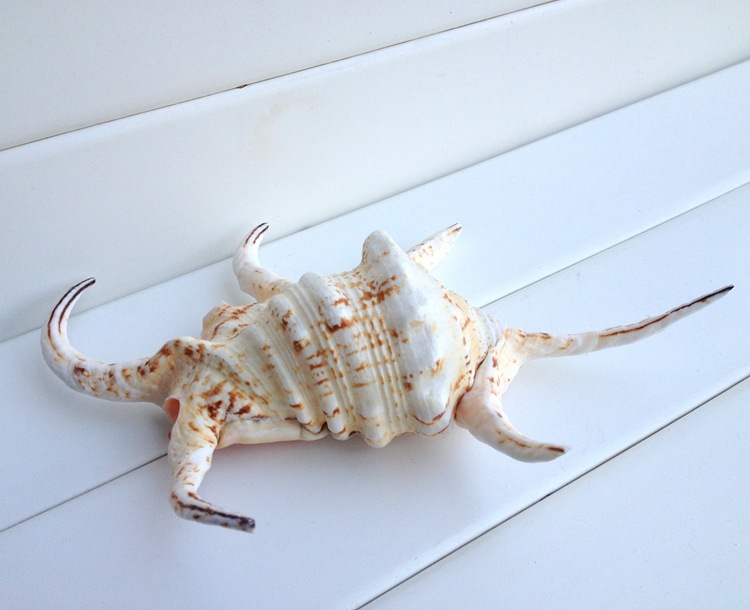 纯贝壳海螺 六角螺16-20厘米 家居鱼缸装饰 拍照装饰