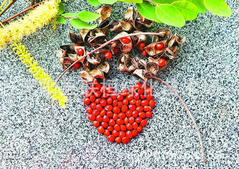 正宗新采红豆树种子 相思树种子 鄂西红豆 江阴红豆 何氏红豆