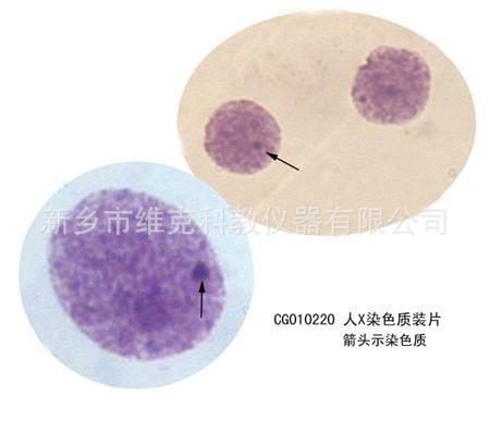 人x染色质装片 生物切片 细胞生物学与遗传学 显微镜用