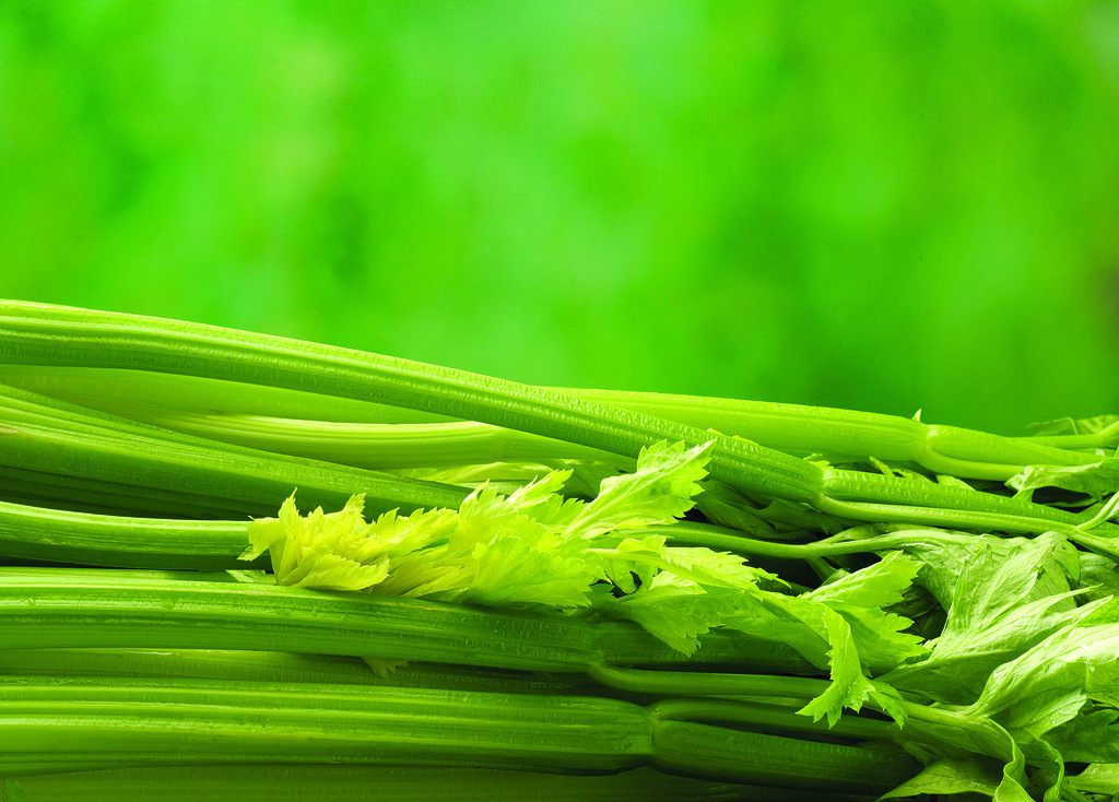 森冉生物 药芹/香芹/旱芹/芹菜提取物 10:1 品质保障