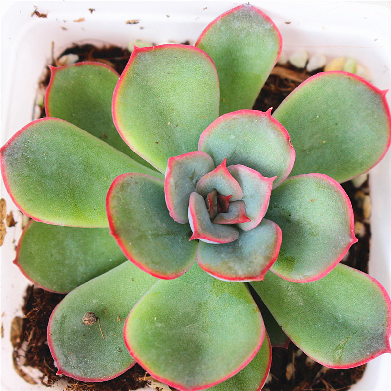 猎户座 蜜桃猎户 多肉植物 4-6cm 果冻色很好的状态