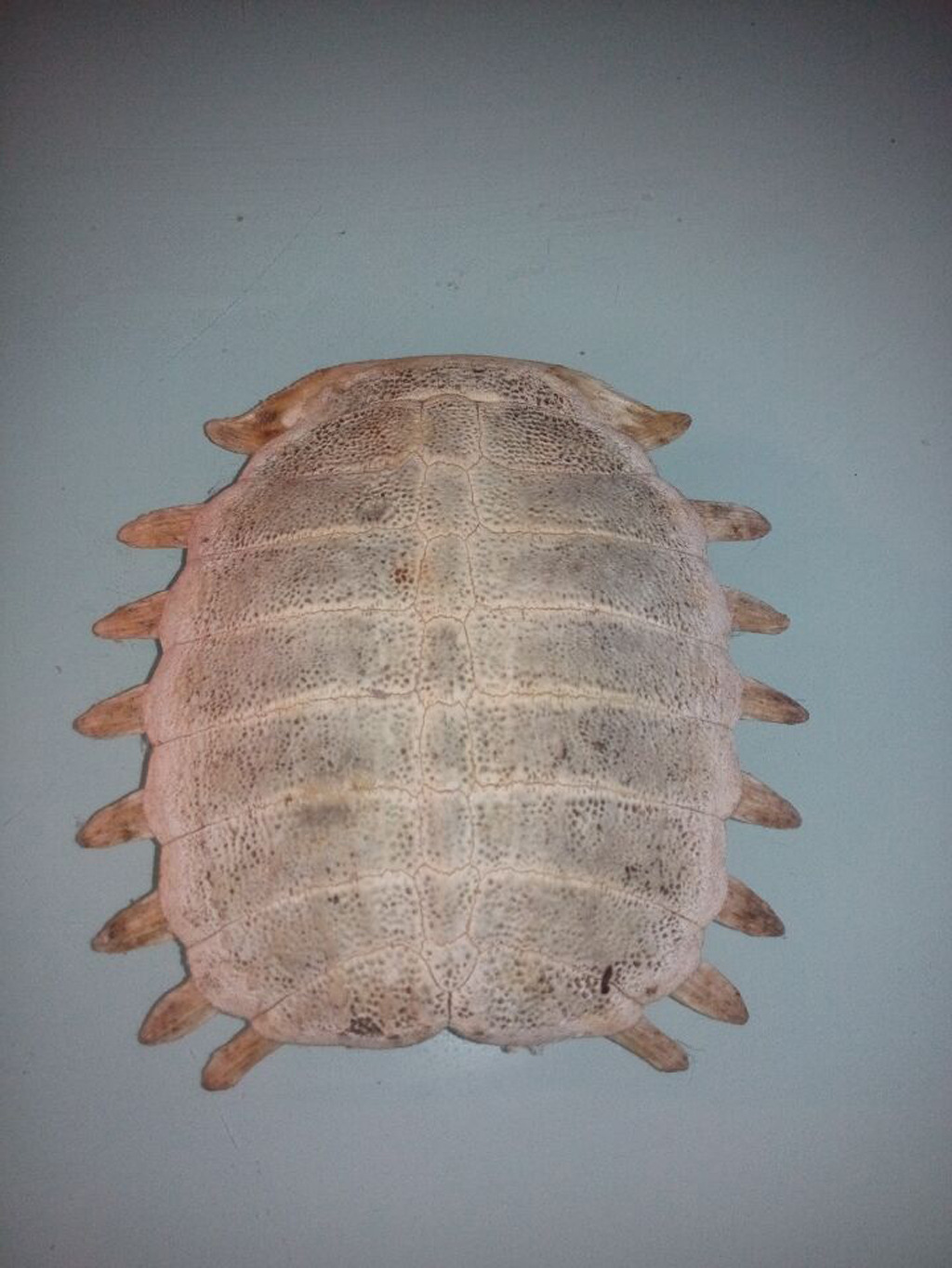 批发/鳖甲/乌龟壳/甲鱼壳/品质优良 量大从优 萧县开元皮草