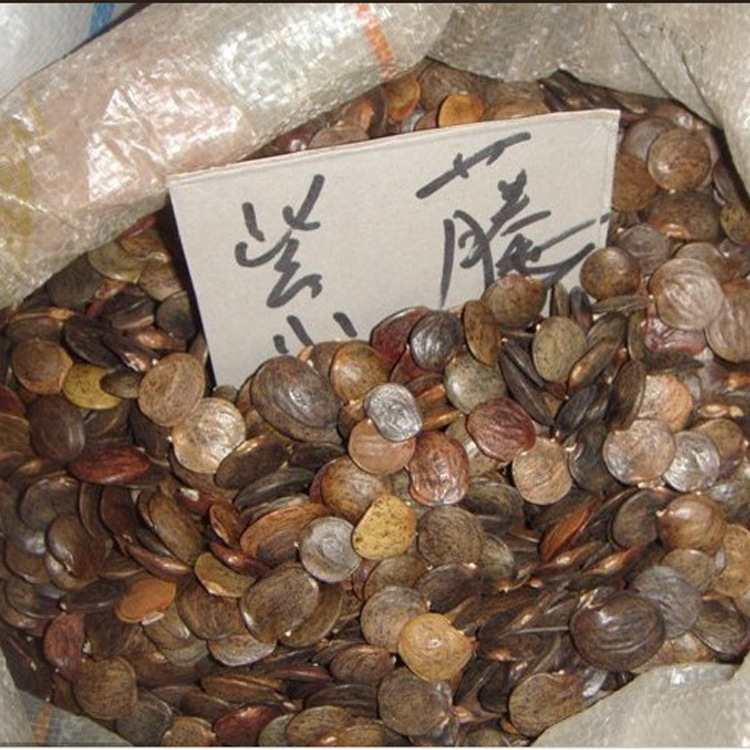 批发紫藤树种子 紫藤种子 多花紫藤苗 紫花紫藤 攀援花卉 - 苗木批发