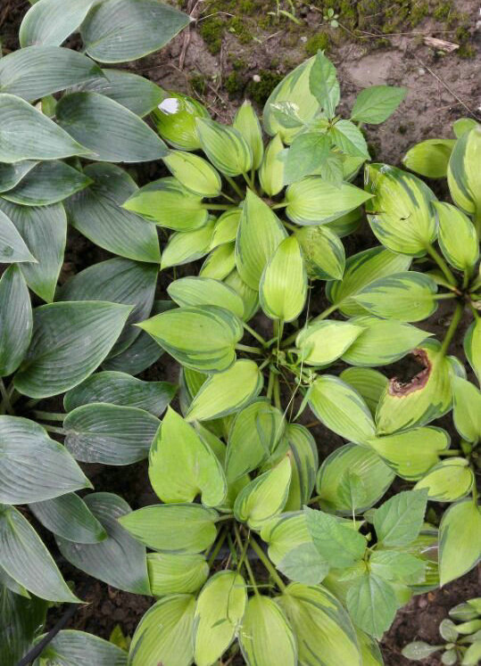 厂家热销 观赏青叶盆栽植物六月玉簪 定制上海各种组培玉簪苗木