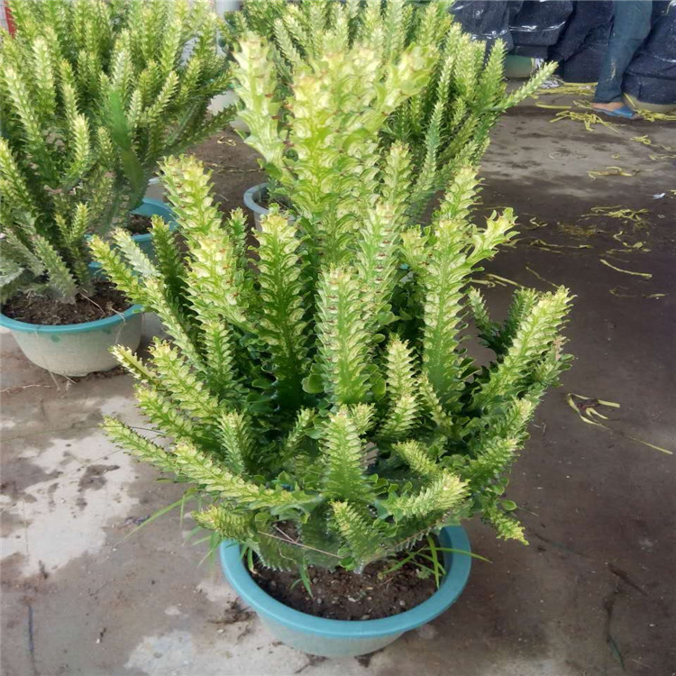 巴西龙骨锦彩帝锦大戟科园林仙人掌景观工程展览设计种植基地