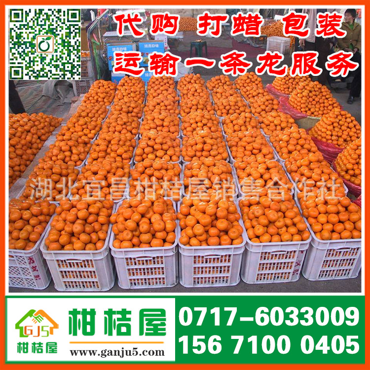 丹东市果品批发市场早熟柑橘产品展示