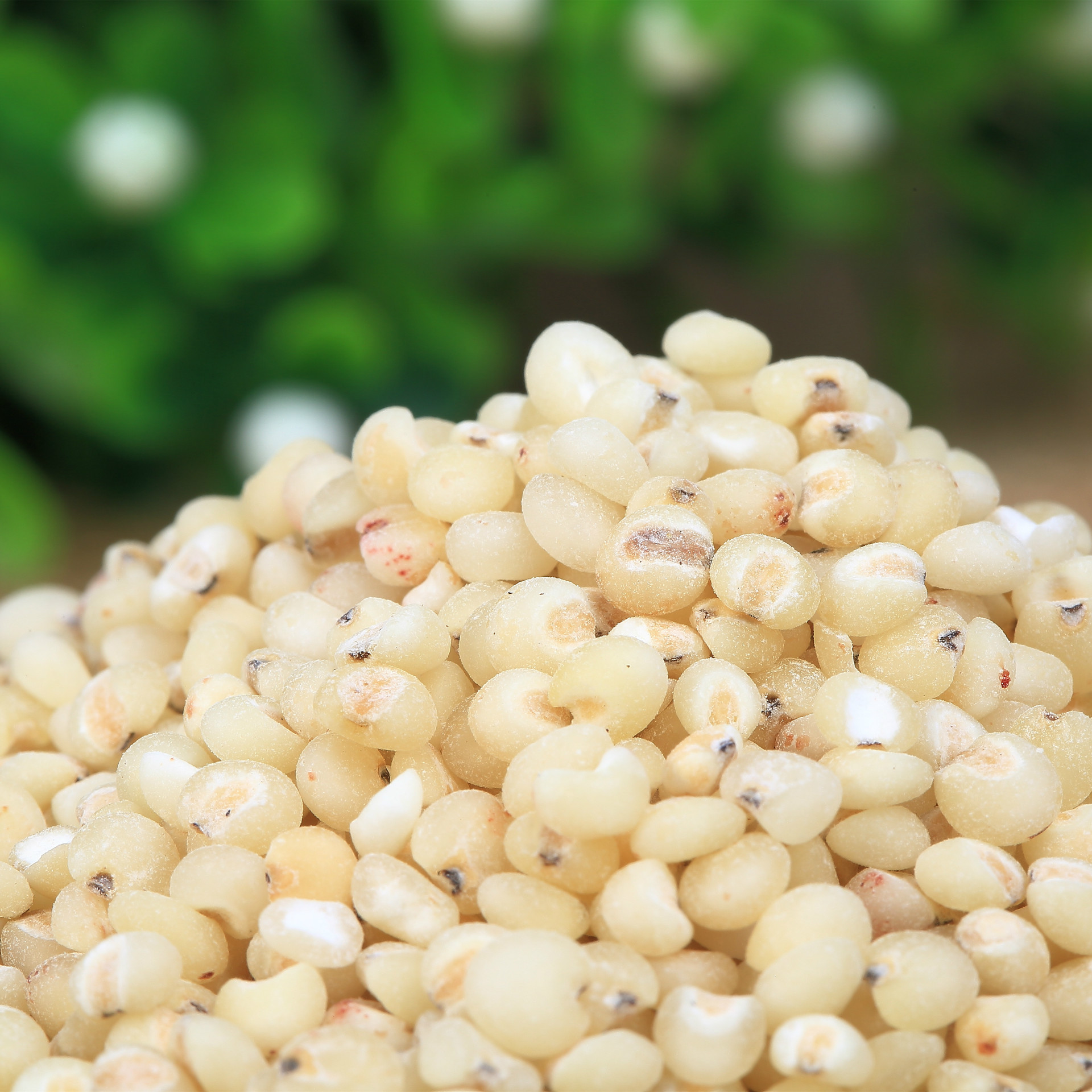 新货东北红高粱 高粱米批发 煮粥佳 原料五谷杂粮 400克真空装