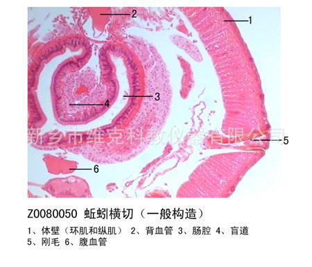 蚯蚓横切 生物切片 环节动物门 中小学显微镜专用