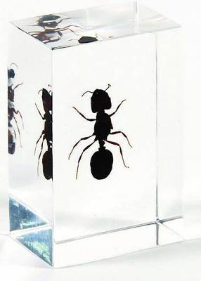 蚂蚁标本-昆虫包埋标本-厂家批发(加工定制)