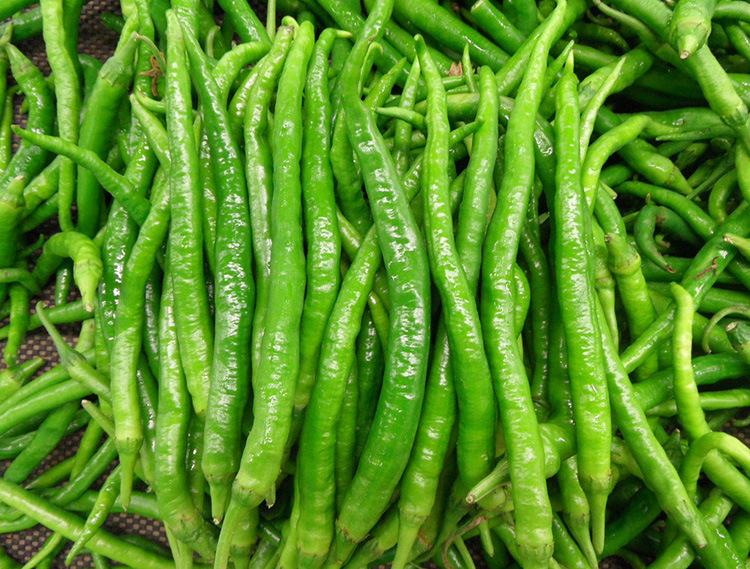 蔬菜种子 杭椒一号种子 杂交一代香辣型小辣椒种子高产原装10克