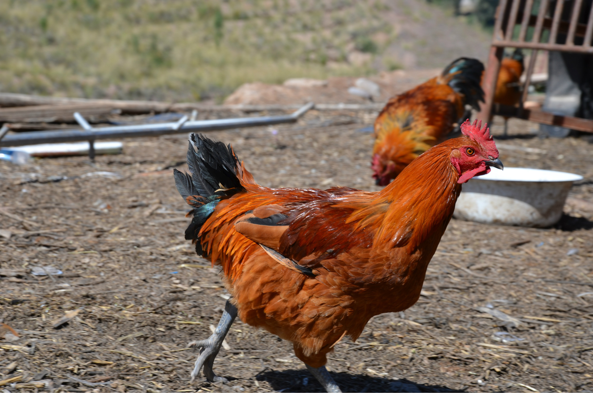 甘肃祁连山正宗生态鸡 瘦肉皮薄绿色养殖生态芦花鸡 农场家禽鸡
