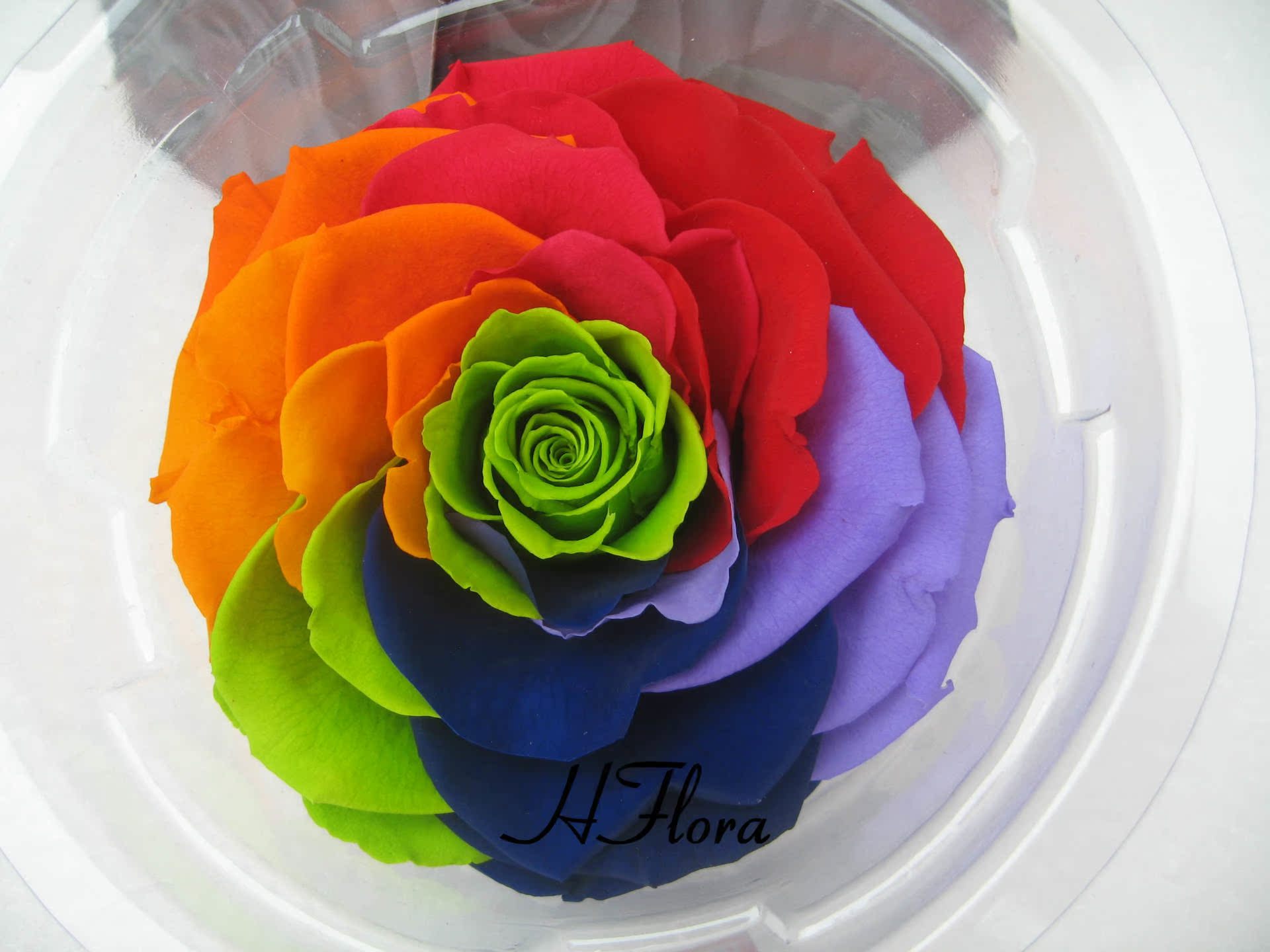 进口巨型七彩玫瑰 10cm 爆款 厄瓜多尔永生花花材批发云南永生花