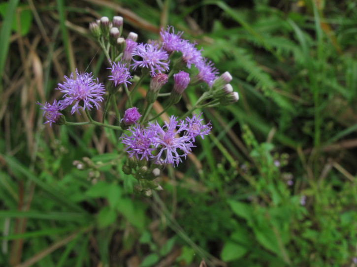 食品配料 提取物 植物提取物 > 夜香牛粉 消山虎