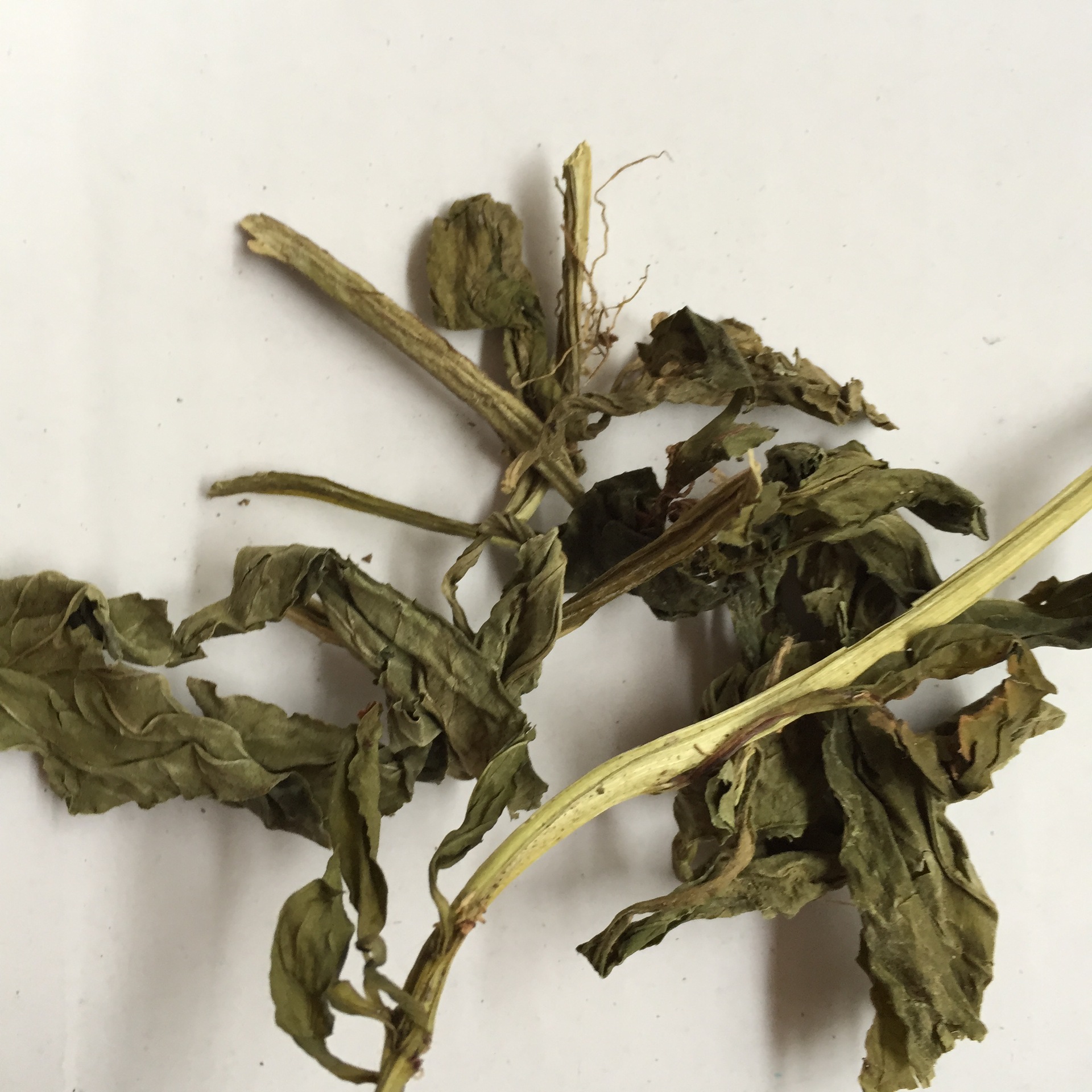 批发灵香草 灵草等香料火锅卤菜用的500克一袋香精草