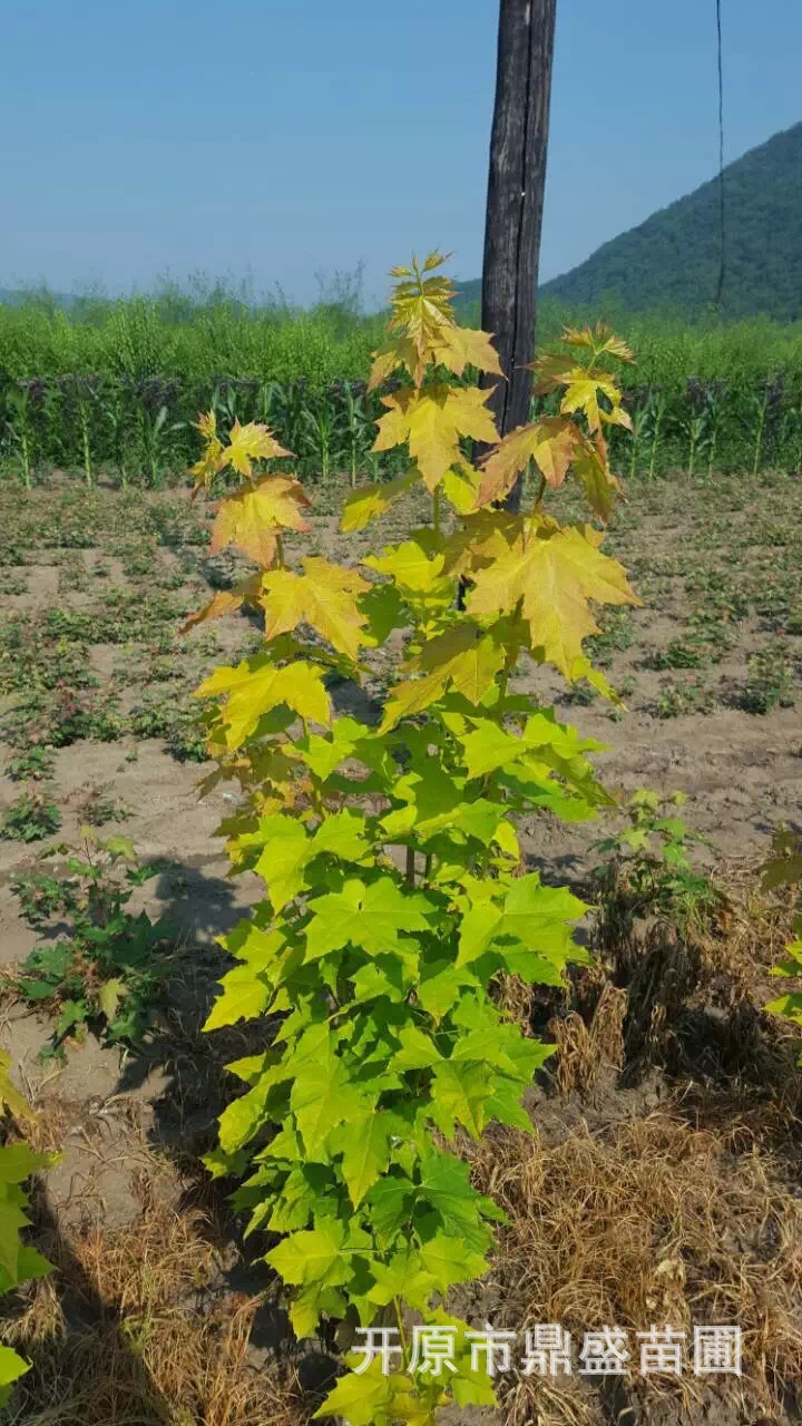 黄金枫小苗.黄金枫苗木大量出售.