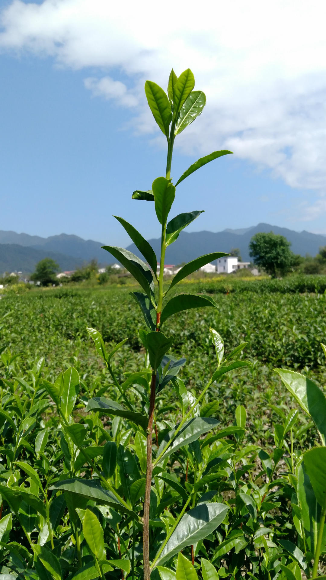 倪**的个人主页-阿里巴巴1688.com