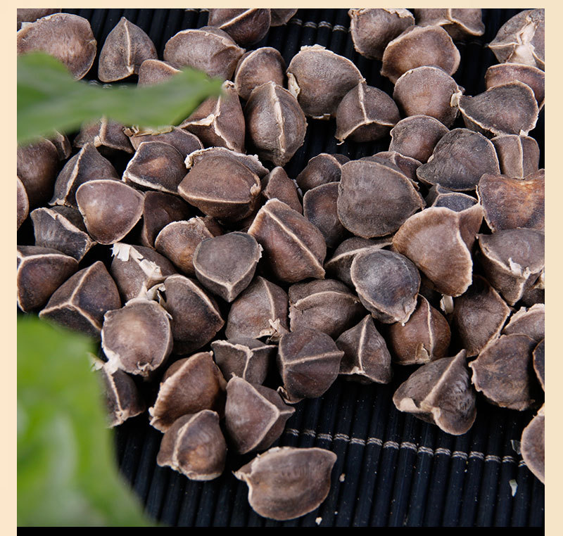 非洲辣木籽 正品印度辣木籽 减肥降三高 天然精选无皮辣木籽批发