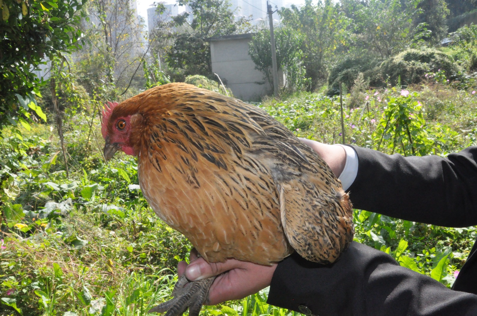 厂家散养土鸡天然食品