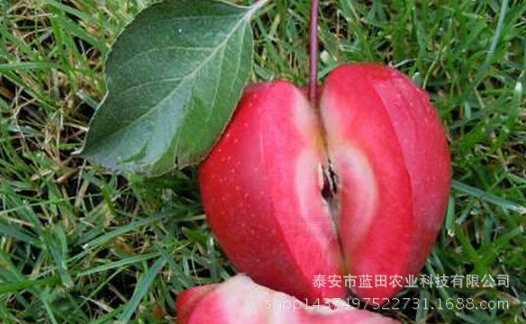 红肉苹果苗_红肉苹果苗常年大量种植供应 哪里