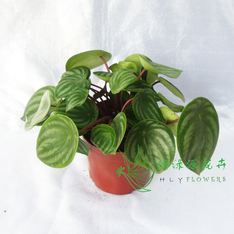 基地直供办公室迷你植物小型绿植盆栽a110西瓜皮