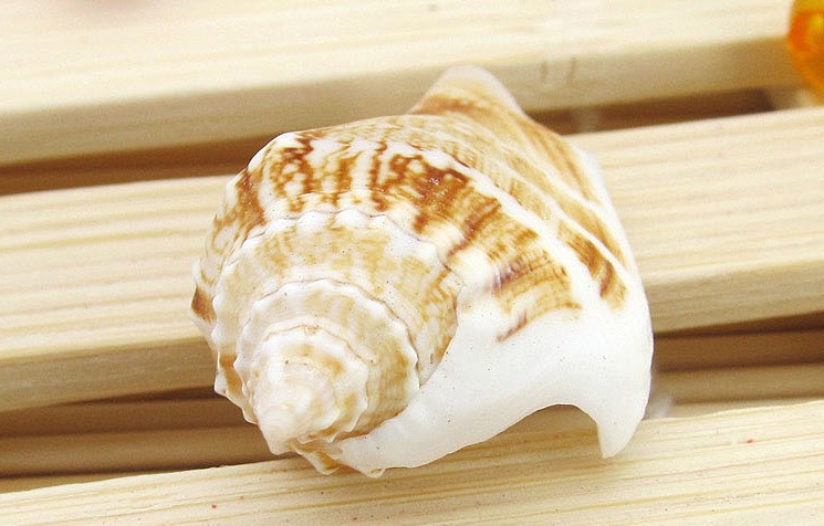 天然贝壳海螺 花瓶凤凰螺 家居地台装饰鱼