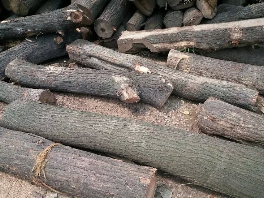 河南临颍县苦楝木烘干板材家具板材及原木火【排版】