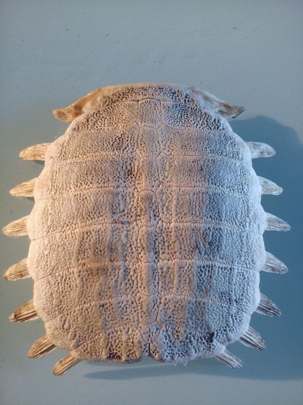 批发/鳖甲/乌龟壳/甲鱼壳/品质优良 量大从优 萧县开元皮草