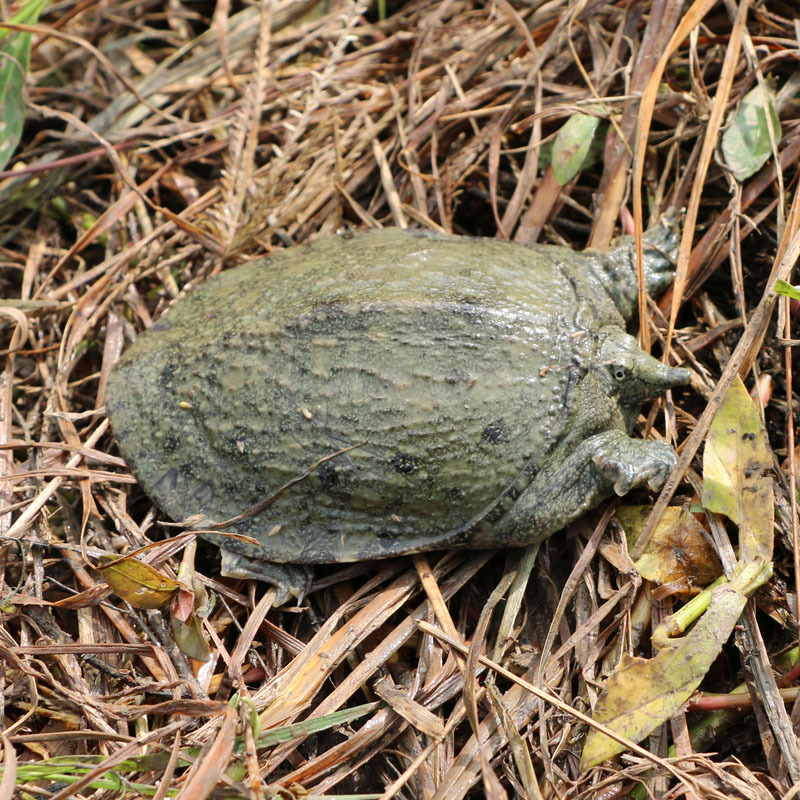 甲鱼苗两年龄中华鳖鳖苗全露天生长野外过冬小甲鱼苗2015年苗