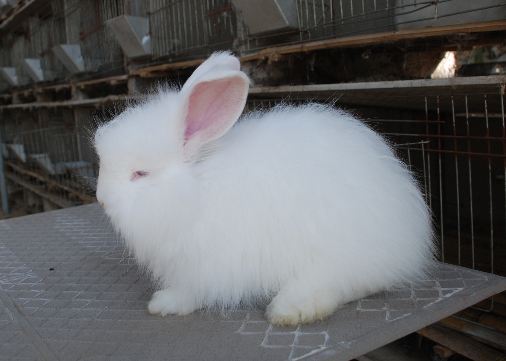 供应德系獭兔富亿达供应口碑好的獭兔