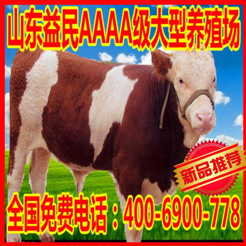 肉牛山东今日牛苗价格 小种牛育肥牛 纯种西门塔尔牛犊新品促销中
