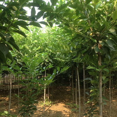 低价处理樱花 日本染井吉野樱花树苗 地径2/3/4/5公分 高干树