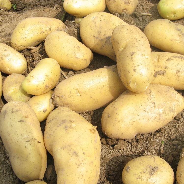 土豆种子 高产 早熟 马铃薯种子 秋播预订开始 可下单 .