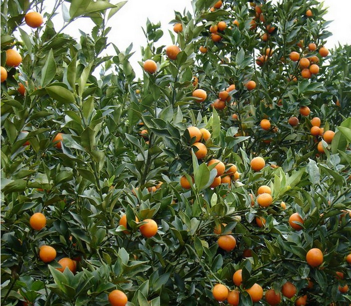 大量批发枸橘 四川枸橘树苗 规格齐全枸橘苗 山东皂角 铁绿篱