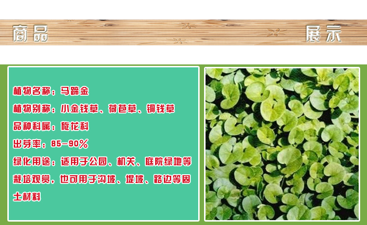 进口草坪种子批发 马蹄金 易成活 美观
