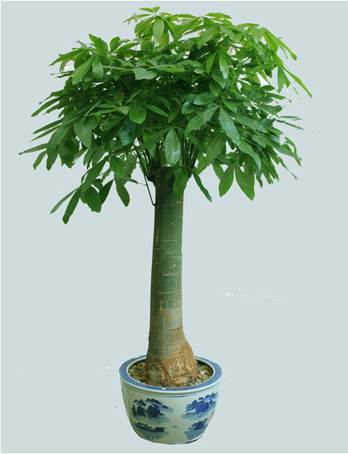 供应信息 盆景 批发: 大发财树 独杆树辫子发财树 室内客厅盆栽 预示