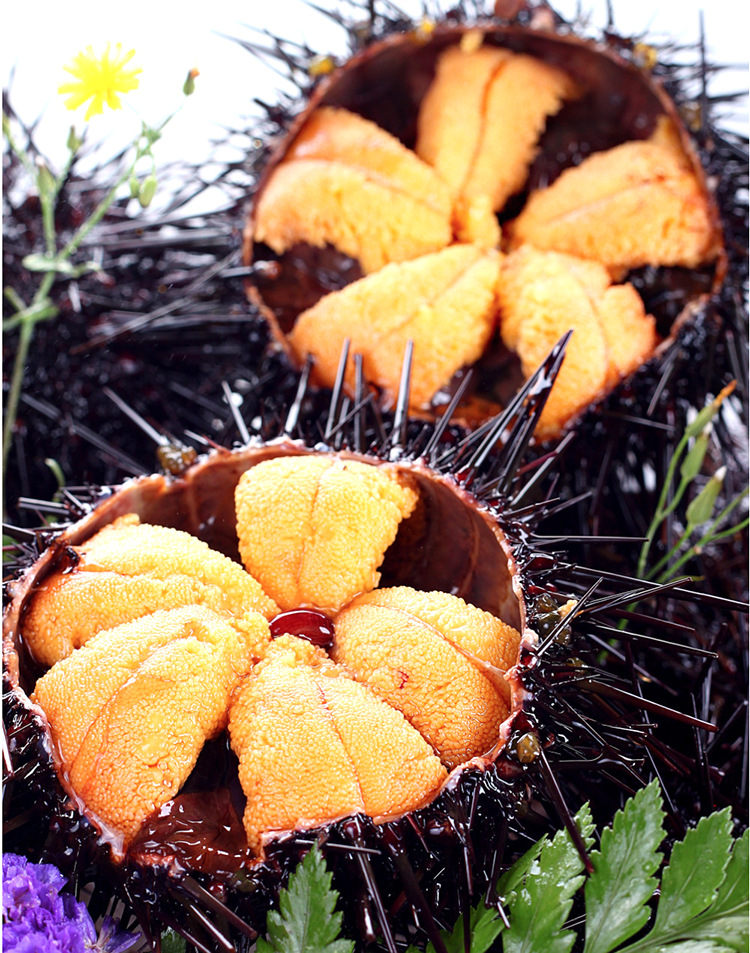 【董砣子】大连海胆火爆预定酒店海鲜水产专供海胆5-8月 现停售