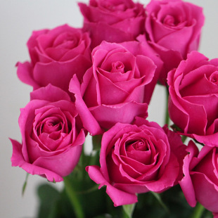 红日鲜花批发玫瑰 基地直供 大桃红 鲜切花一扎20支3扎起批