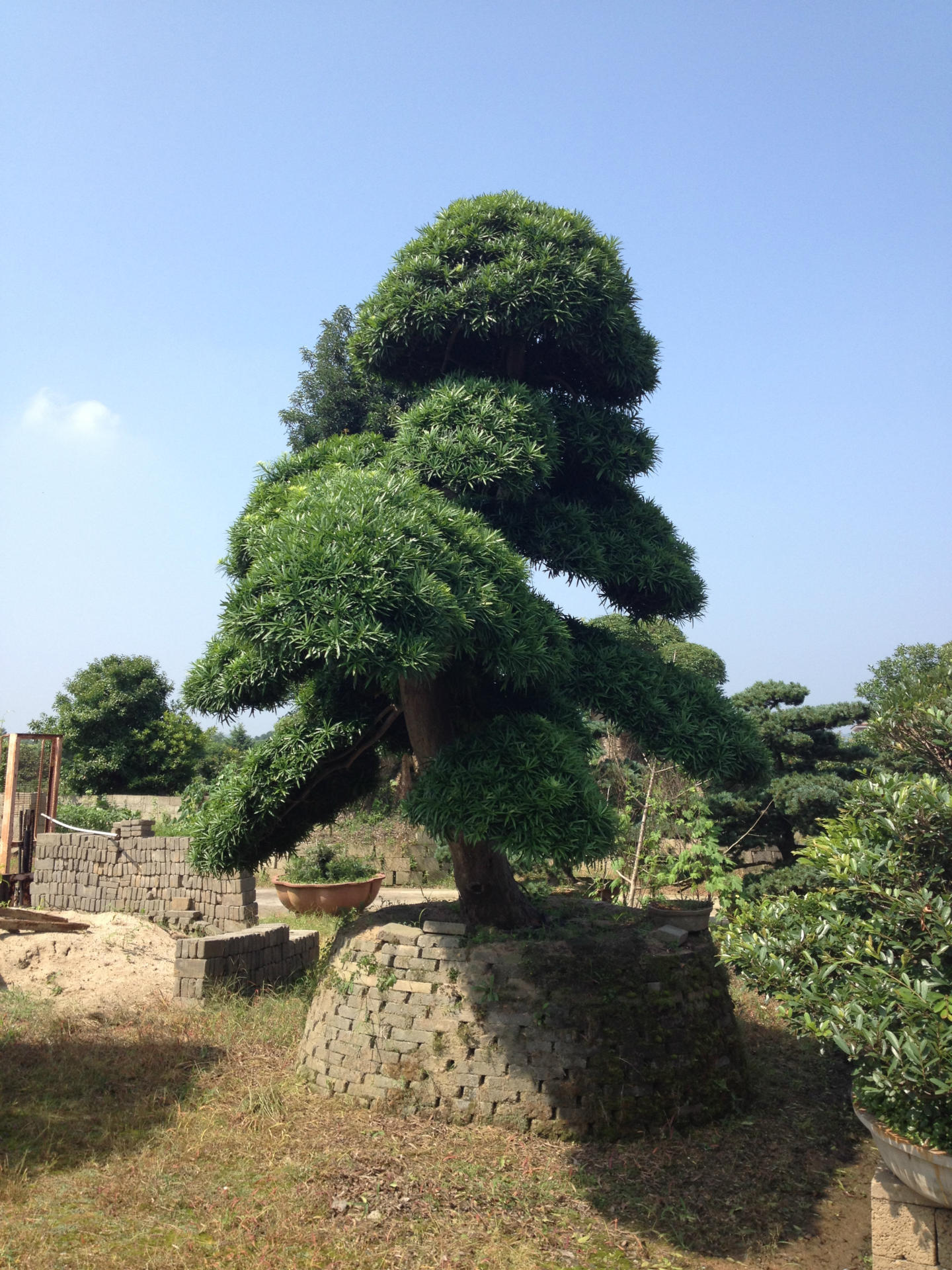 大量供应 湖南大罗汉松15-30公分 造型罗汉松6-50公分