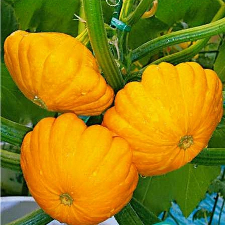 供应新鲜特色瓜菜飞蝶瓜 莲花果 酒店超市直采 景区用观赏南瓜