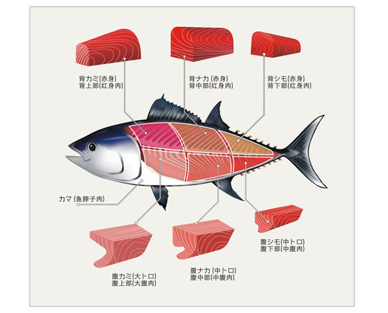 蓝鳍toro大脂野生蓝鳍金枪鱼腩刺身吞拿鱼寿司生鱼片日式料理