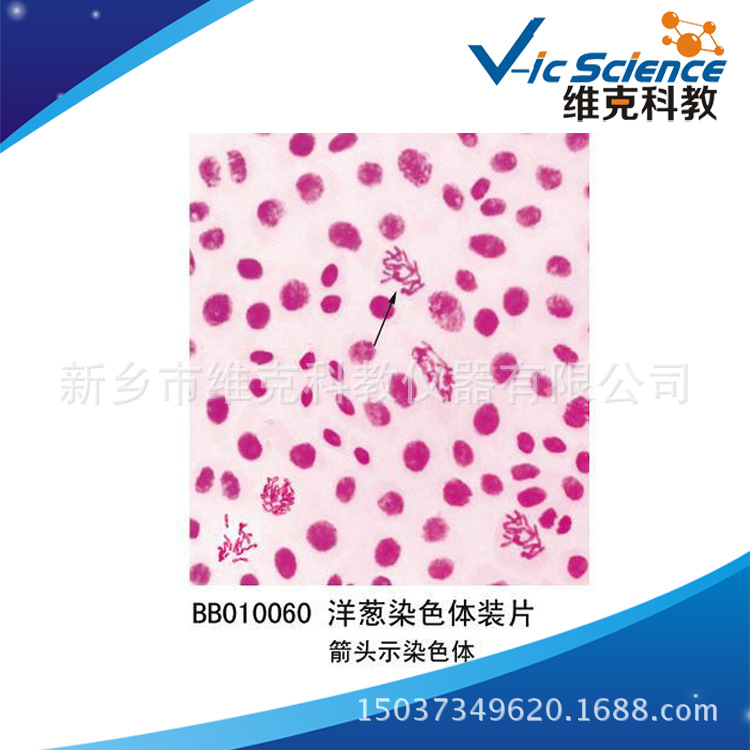 洋葱染色体装片 生物切片 植物类 显微镜玻片