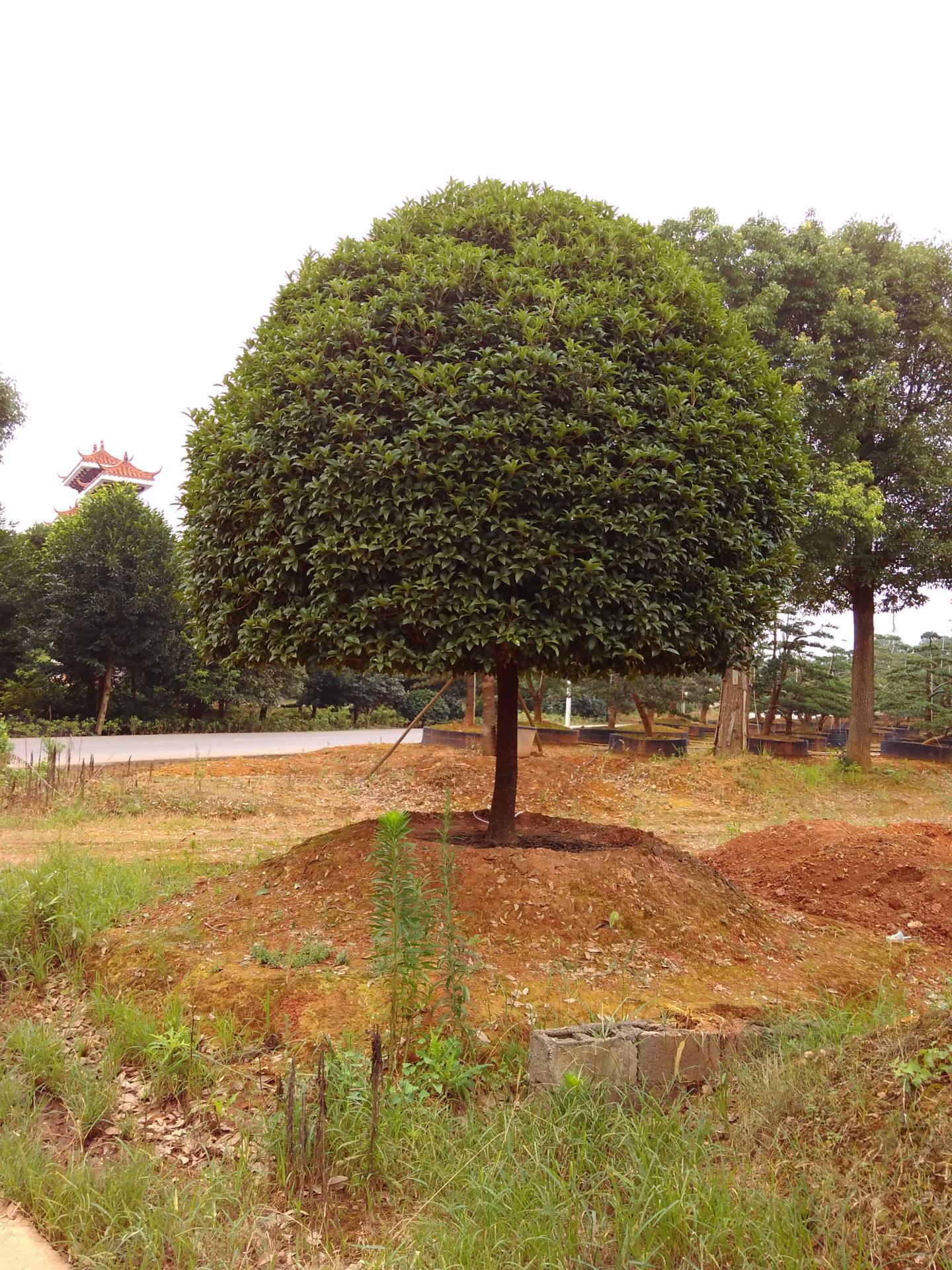 专业供应 桂花树 造型桂花树 花瓶桂花树 八月桂花树