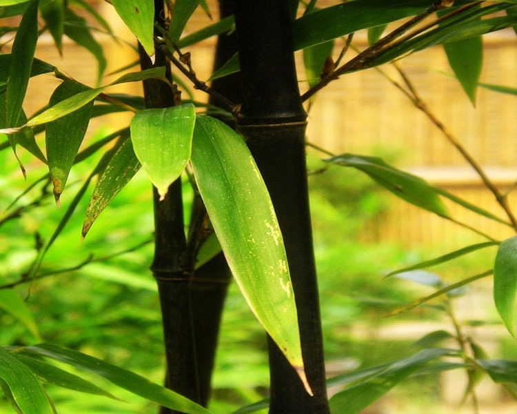 庭院观赏竹子观叶植物 早园青竹 紫竹直径1.5 紫竹 根茎1.5公分