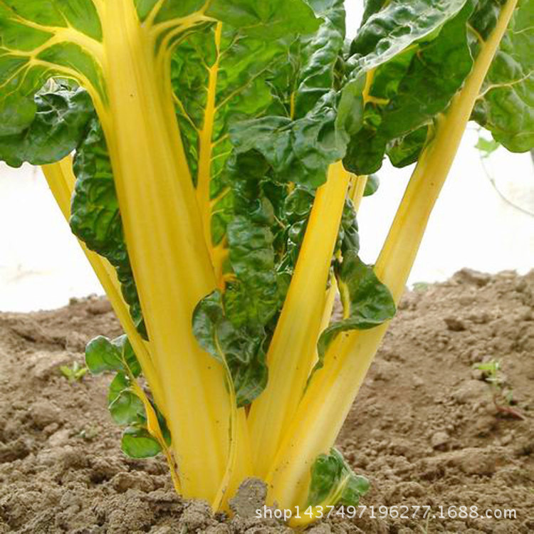 叶用甜菜 耐寒 耐热适宜四季播种金叶甜菜种子 一件代发蔬菜种子