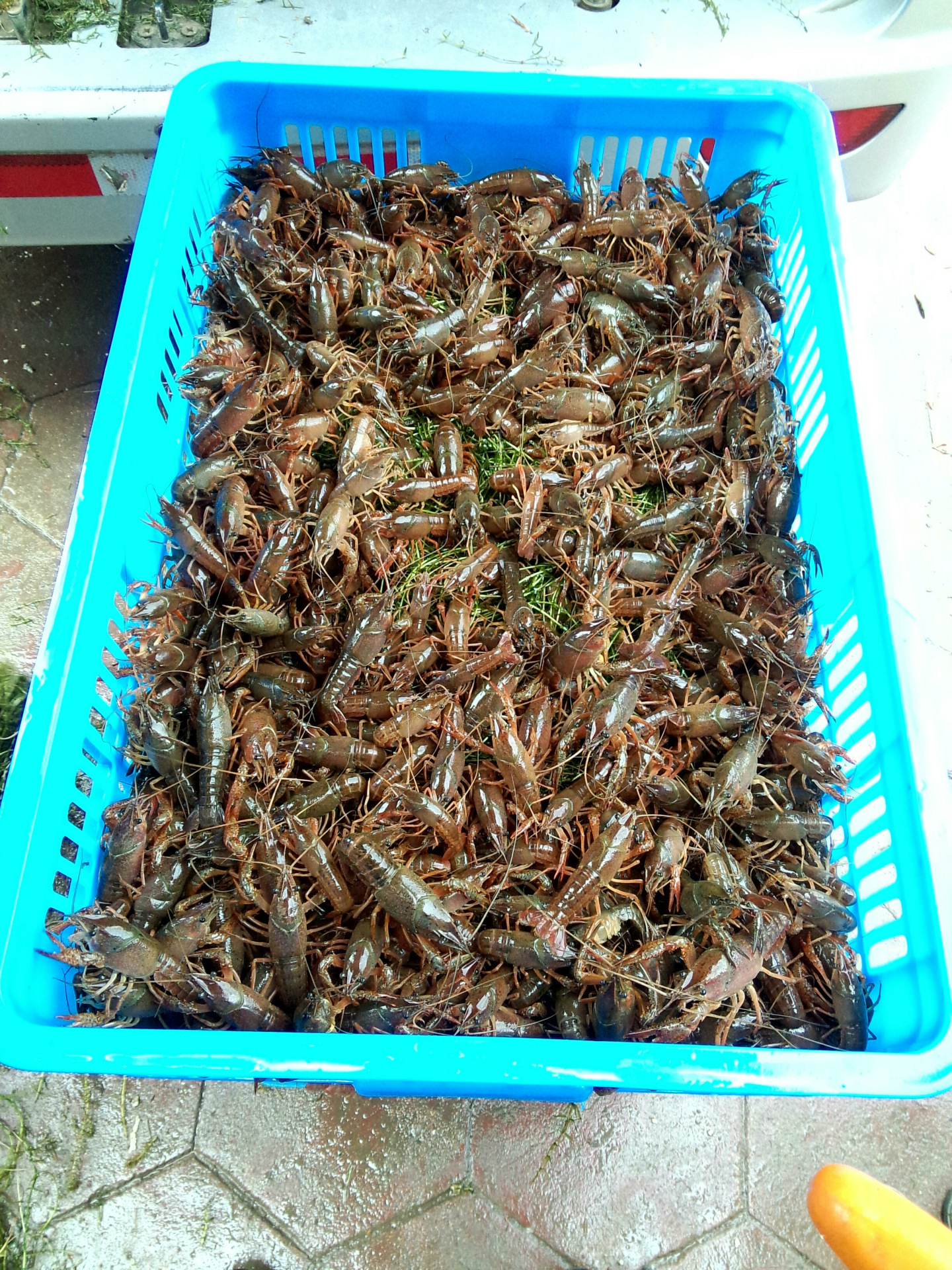 省淮安市盱眙县马坝镇镇南路马坝中学对面 塘口展示 虾苗样本视频点击