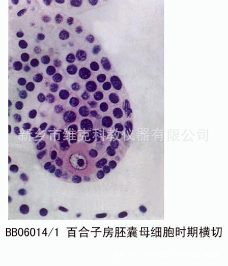 百合子房成熟胚囊期切片 生物切片 植物类装片 花 显微镜用