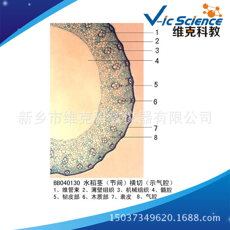 水稻茎(节间)横切 生物切片 植物类装片 茎显微镜专用