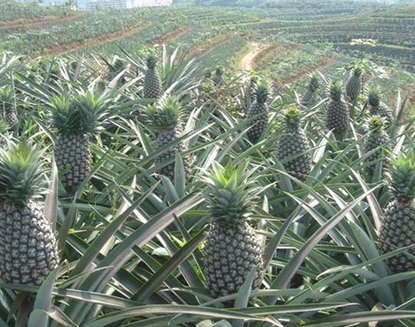 台湾凤梨菠萝17号果苗.当年结果.果大刺短蜜甜. - 阿里巴巴商友圈