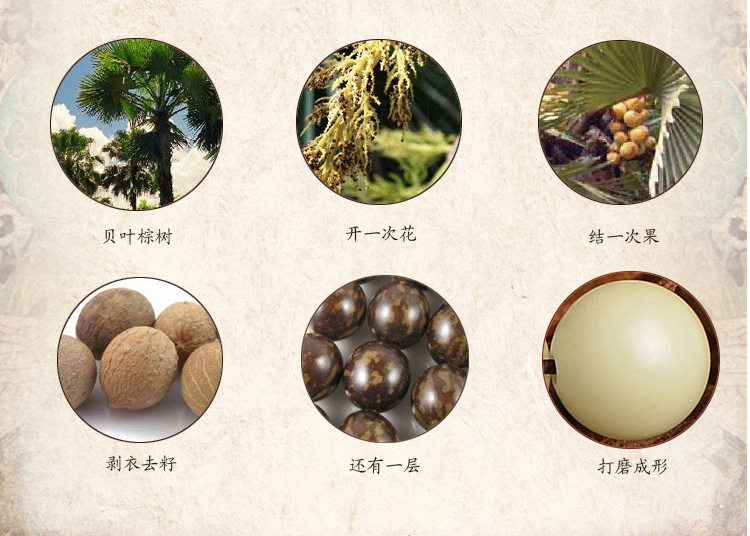 福建 加印logo:不可以 菩提根不是树根,而是一种叫做贝叶棕的种子