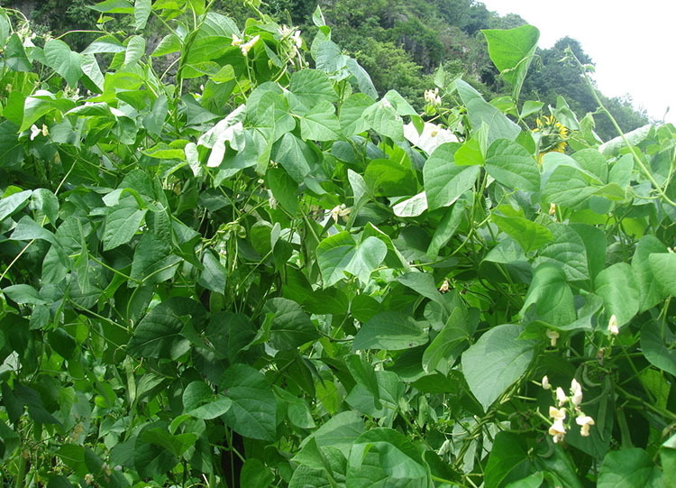 蔬菜种子菜豆芸豆四季无丝豆改良泰国无筋架豆王种子原包装150克